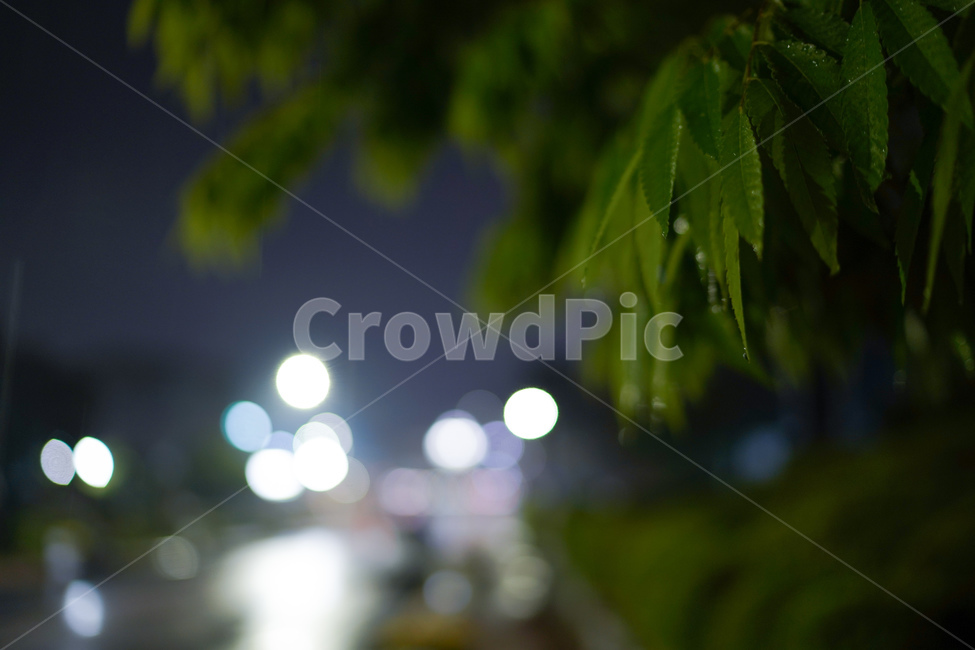 밤,보케,나무,잎,초록,비,야경,밤,풍경,nightscape,night,landscape,식물,자연,plants,nature