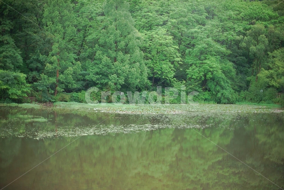 수목원,비오는날,연못,나무,숲,자연,풍경,nature,landscape,water,물,outdoors,옥외,land,땅