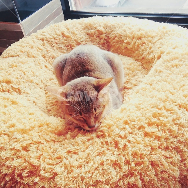 고양이,휴식,낮잠,편안함,잠,동물,귀여움