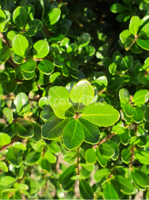 plant,식물,leaf,잎,초록,녹색,색감,색체,생명,숲길,숲,forest,자연,nature,풀숲,green,herbs,허브,식물,자연,plants,nature