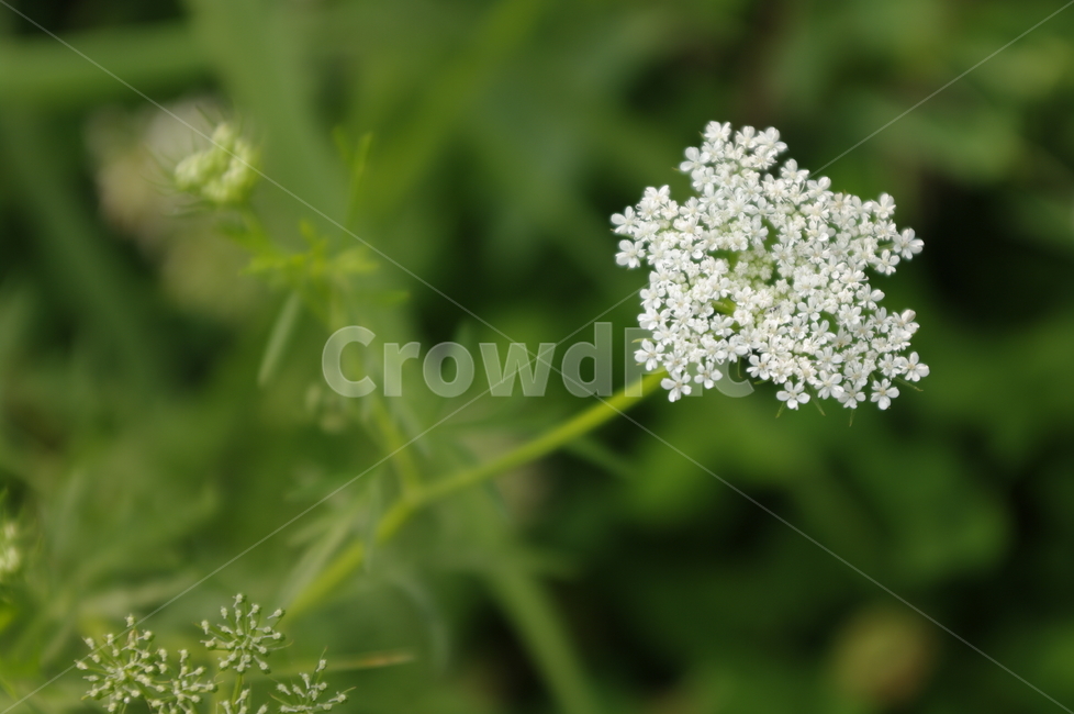 식물,plant,꽃,flower,잎