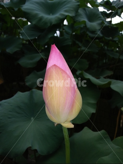연,연잎,연꽃,야외,연못,식물,자연,plants,nature,꽃,flower