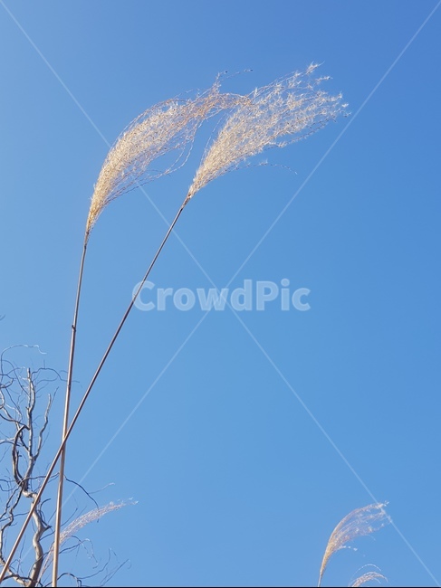 하늘,갈대,바람,성공,희망