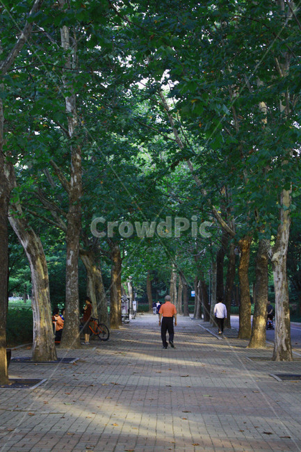 할아버지,공원,나무,햇빛,tree,사람,인물,인간,human,person,노인,어르신,old man, senior citizen