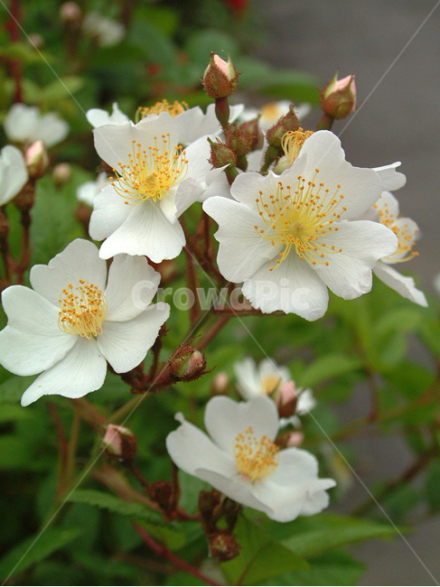 찔레꽃,장미과,식물,꽃,낙엽성관목,흰색,관상용,식물,자연,plants,nature,꽃,flower