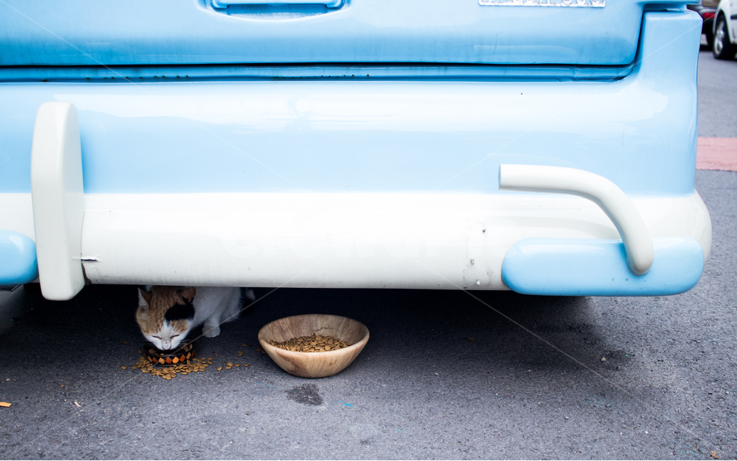 고양이,길냥이,냥이,야옹이,제주,야생동물,동물,animal,포유류,mammal,고양이,cat,kitten,kitty