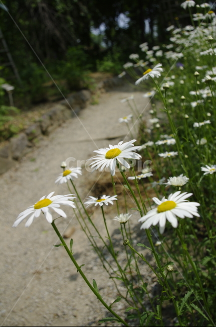초록,잎,꽃,flower,식물,plant,계절,봄,spring,식물,자연,plants,nature,꽃,flower