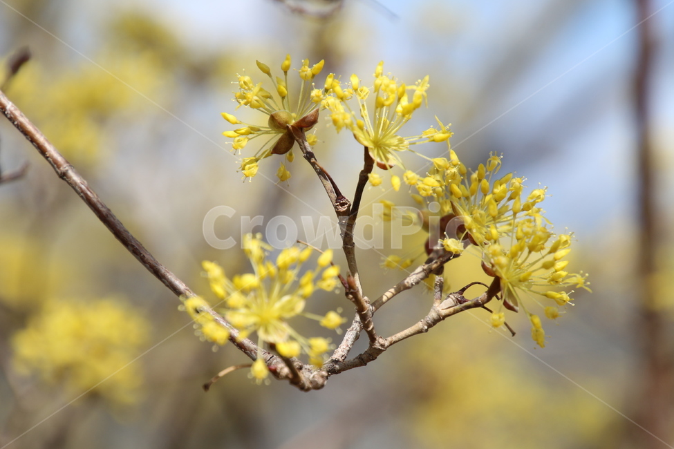 산수유,꽃,층층나무,식물,구례산수유축제,봄,계절,spring,season,식물,자연,plants,nature,꽃,flower,plant