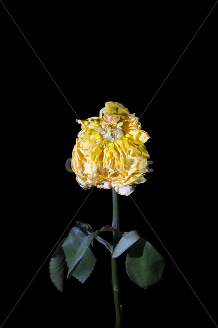 plant,식물,flower,꽃,시든꽃,노란색꽃,꽃잎많음,식물,자연,plants,nature,꽃,flower