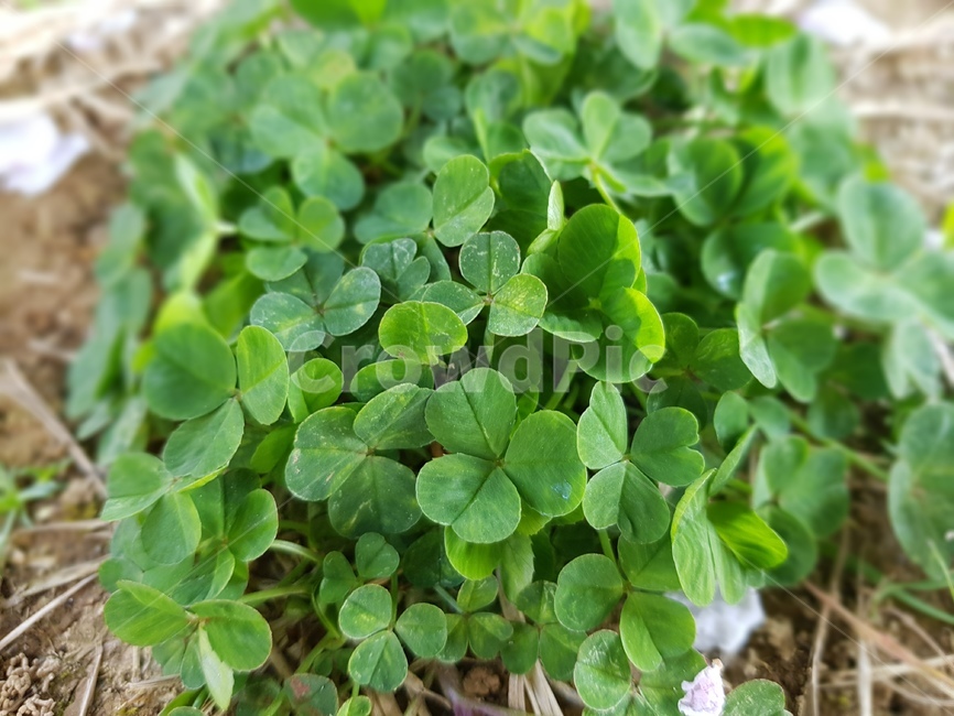 세잎클로버,threeleafclover,행복,토끼풀,colver,식물,plant,herbs,허브,leaf,잎,녹색