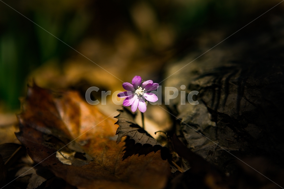 산,자연,봄,누루귀,청노루귀,봄,계절,spring,season,식물,자연,plants,nature,꽃,flower,geranium,제라늄,blossom,plant,leaf,잎