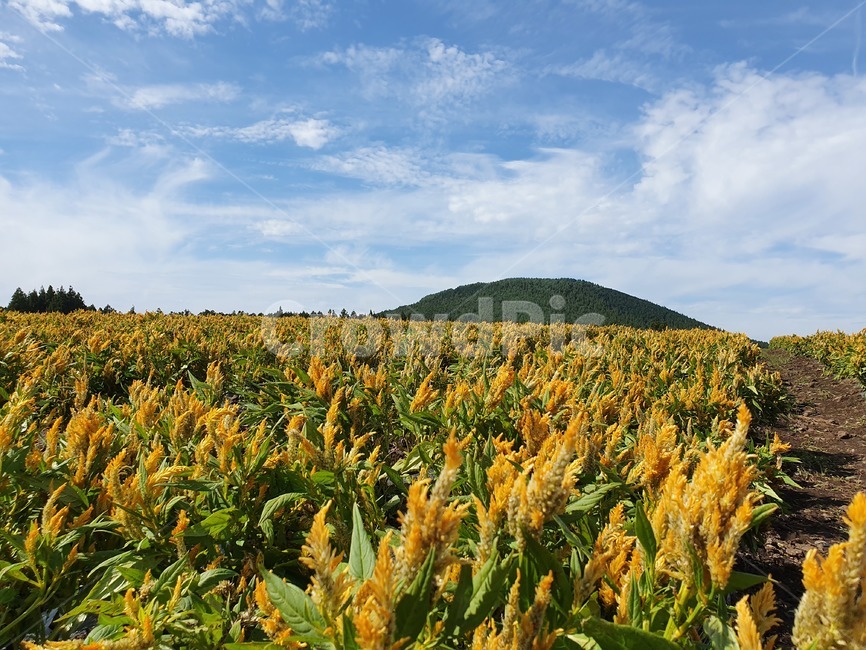 plant,식물,field,들,nature,자연,outdoors,옥외,맨드라미,노란색,하늘,구름,식물,자연,plants,nature