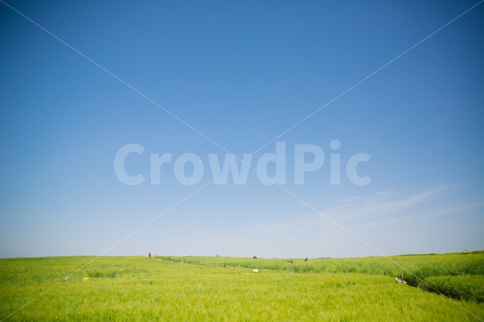 보리,밭,여름,학원농장,도깨비,자연,풍경,nature,landscape,field,들,outdoors,옥외,grassland,목초지