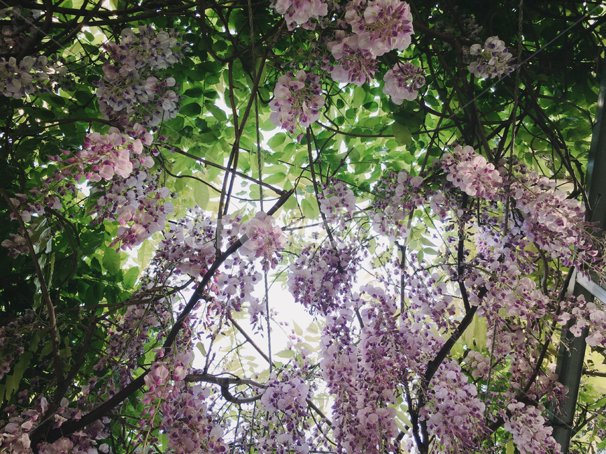 식물,등나무,등나무꽃,flower,꽃,나무