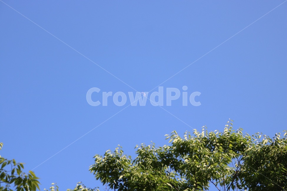 달,하늘,나무,자연,하늘색,초록,moon,sky,tree,nature,skyblue,green,tsuki,sora,ki,sorairo,midori,식물,plants,shokubutsu,자연,풍경,nature,landscape,animal,동물,flying,나는,bird,새