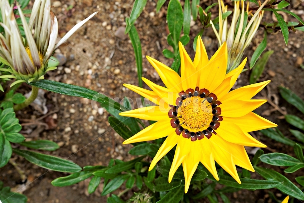 꽃,봄,자연,식물,flower,plant,floral,garden,가자니아,국화과,훈장국화,태양국,원예,gazania,남아프리카원산