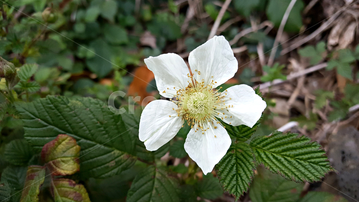 딸기꽃,꽃,flower,plant,식물