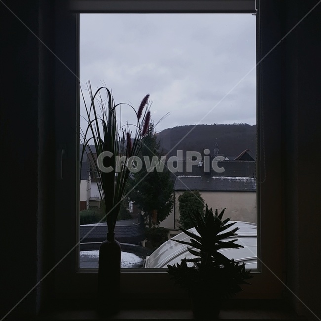 겨울,창밖풍경,흐린날,날씨,감성테마,나른한,창문,도시,풍경,city,landscape,plant,식물,tree,나무,fir,전나무