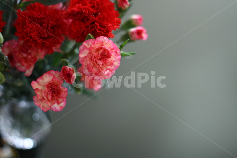카네이션,plant,식물,꽃,flower,blossom,꽃,flower