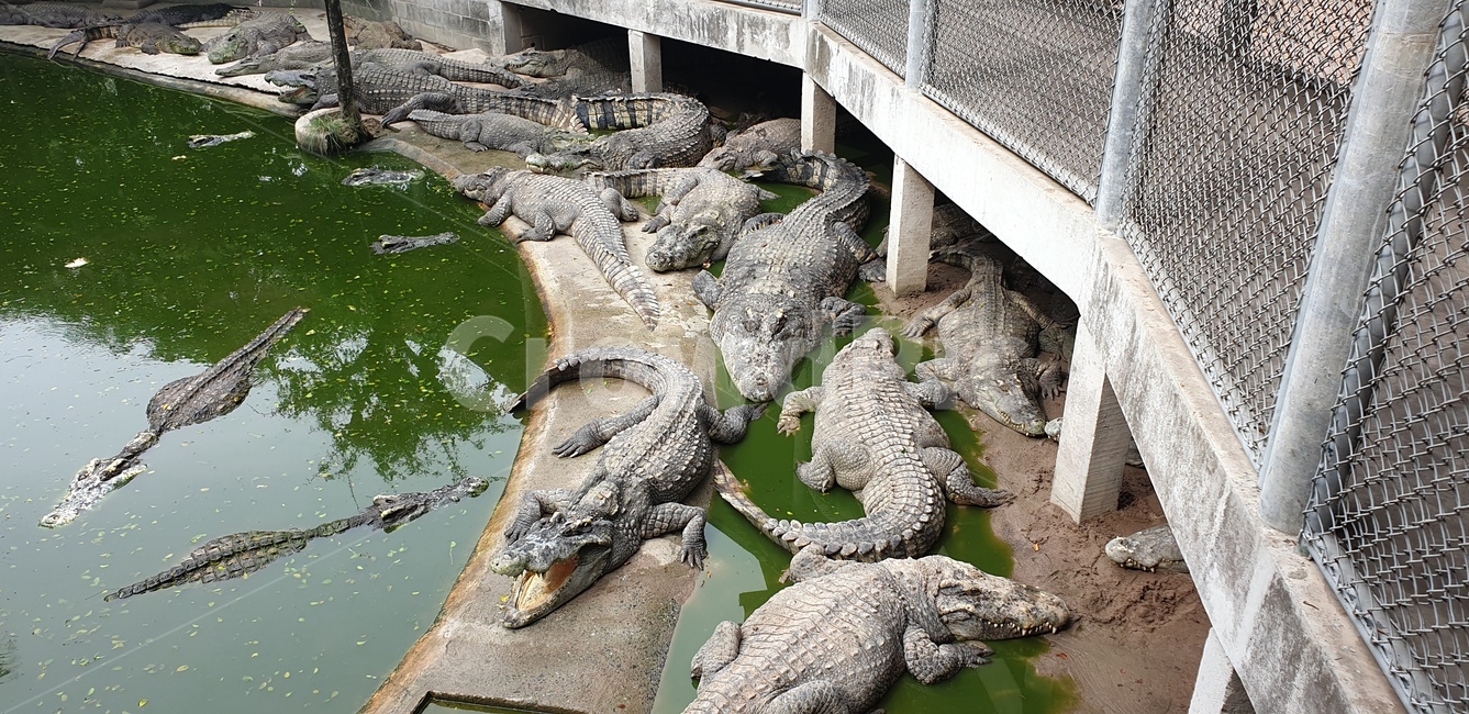악어,crocodile,alligator,태국,동물,파충류,동물,animal,파충류,양서류,reptile,amphibian