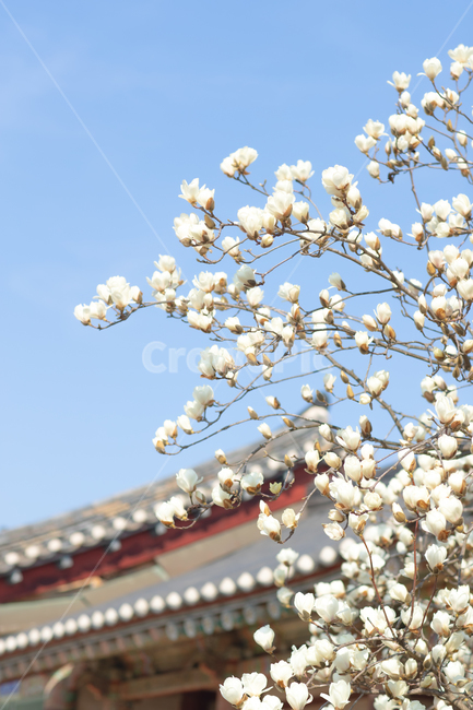 목련꽃,목련,봄,plant,식물,magnolia,한옥,전통가옥,고택