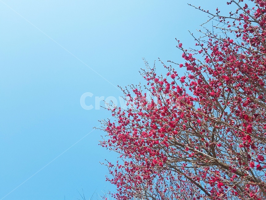 봄,홍매화,하늘,풍경,꽃,봄,계절,spring,season