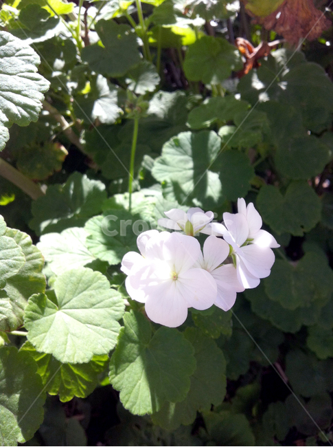 꽃,잎사귀,정원,들,들판,줄기,flower,garden,꽃봉우리,식물,자연,plants,nature,꽃,flower