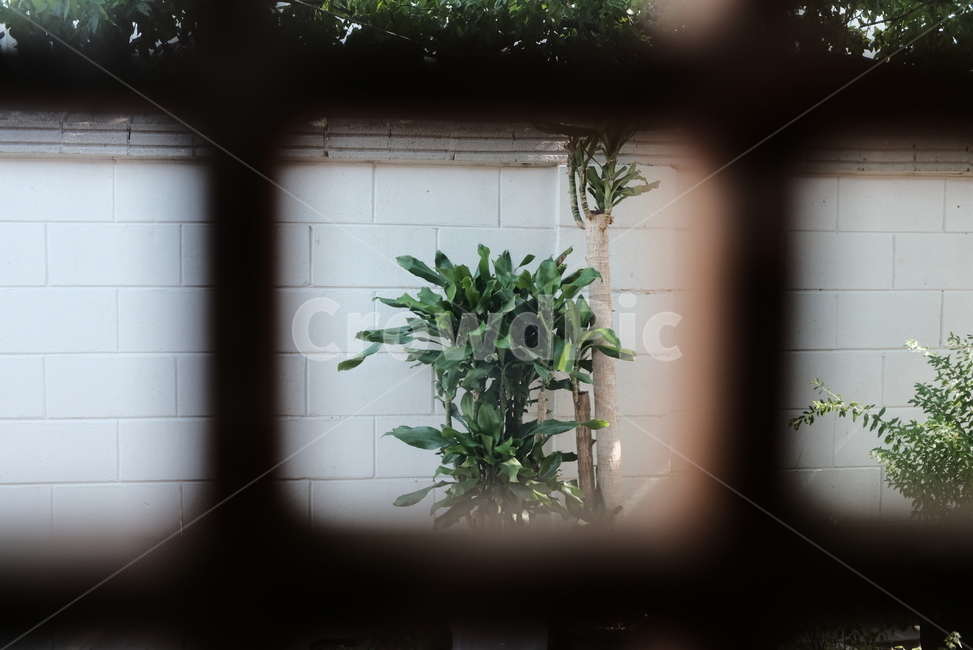 식물,한옥,나무,담벼락,전통,한국,벽,돌담,plant,green,초록,선인장,꽃,자연,nature,자연,풍경,nature,landscape,home decor,가정 장식