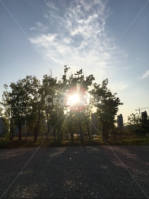 나무,자연,하늘,sky,빛