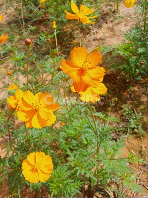 Yellow Cosmos,Plants,Flowers,Grass,Cosmos