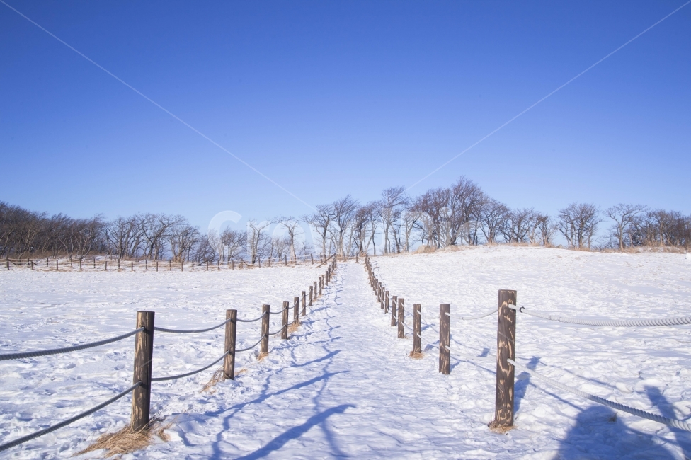눈길,목장,대관령,강원도,평창,snow,snowlord,farm,trip,travel,여행,국내여행,강원도여행,눈,눈밭,길,겨울,계절,winter,season,자연,풍경,nature,landscape,outdoors,옥외