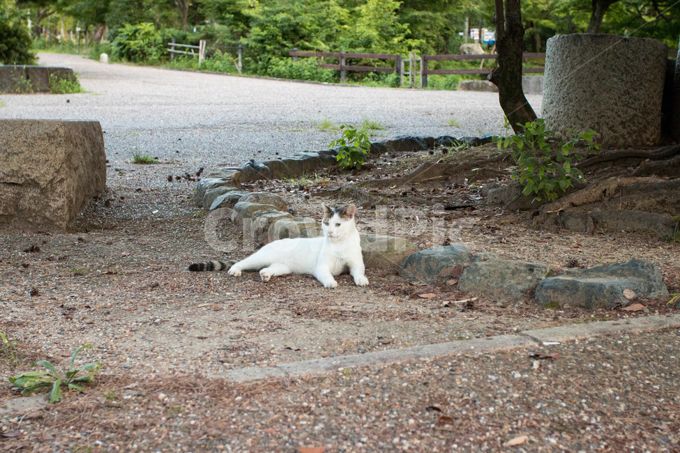 고양이,동물,길고양이,냐옹이,길거리,animal,straycat,kitty,street,동물,animal,포유류,mammal,고양이,cat,kitten,kitty