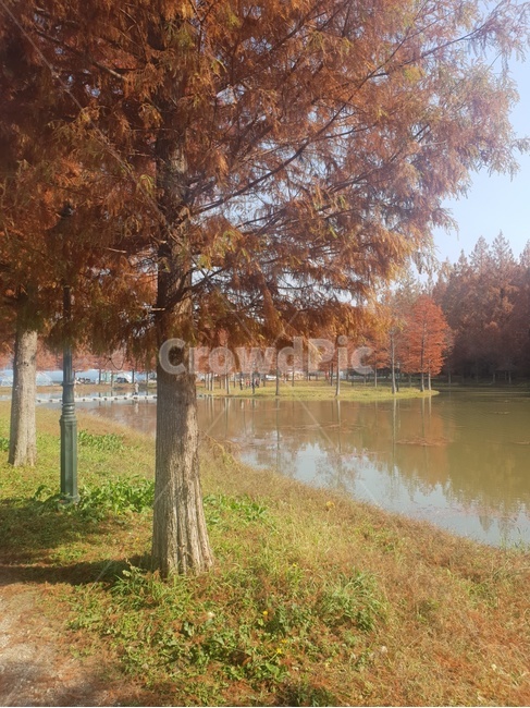 식물,plant,나무,tree,treetrunk,나무줄기,메타스퀘어,담양메타스퀘어,낙엽,호수,가을,fall