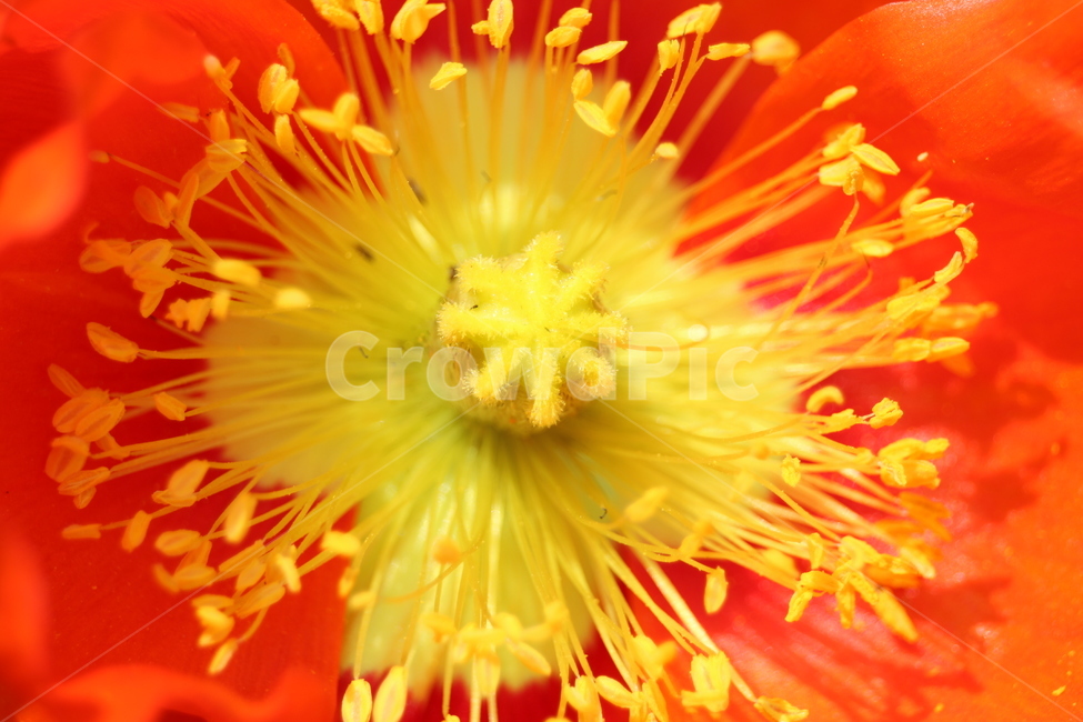 꽃,노랑,꽃순,식물,자연,감성,식물,자연,plants,nature,꽃,flower