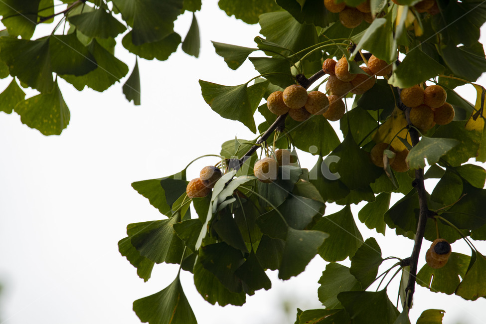 은행,은행나무,은행열매,은행나무열매,은행잎,ginkgo,가을,계절,fall,autumn,season,나무,trees,wood,과일,열매,fruit,plant,식물,food,음식
