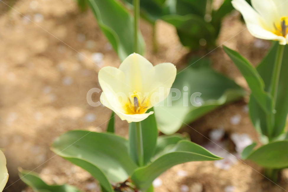 튤립,꽃밭,봄,하얀튤립,흰색,white,꽃,flower,식물,plant