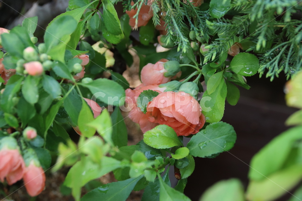 자연,꽃,수목원,꽃나무,물방울,식물,자연,plants,nature,꽃,flower