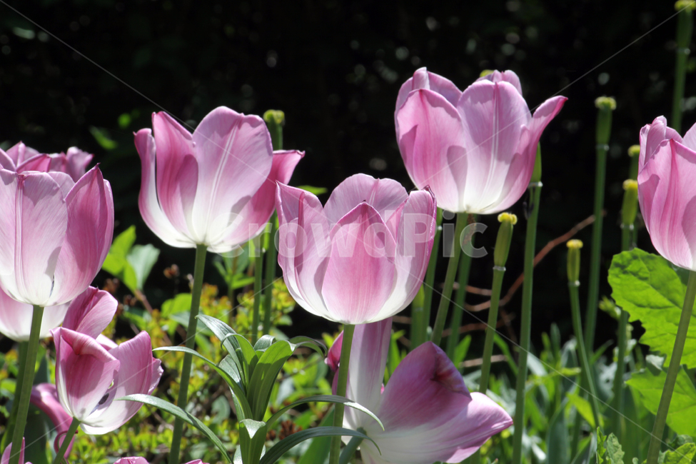 튤립,tulip,분홍색,하얀색,여름,plant,식물,blossom,꽃,flower,식물,자연,plants,nature,꽃,flower