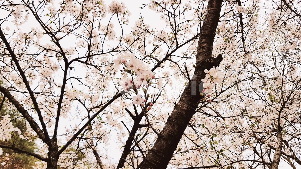 봄,벚꽃,근접촬영,봄꽃,식물,spring