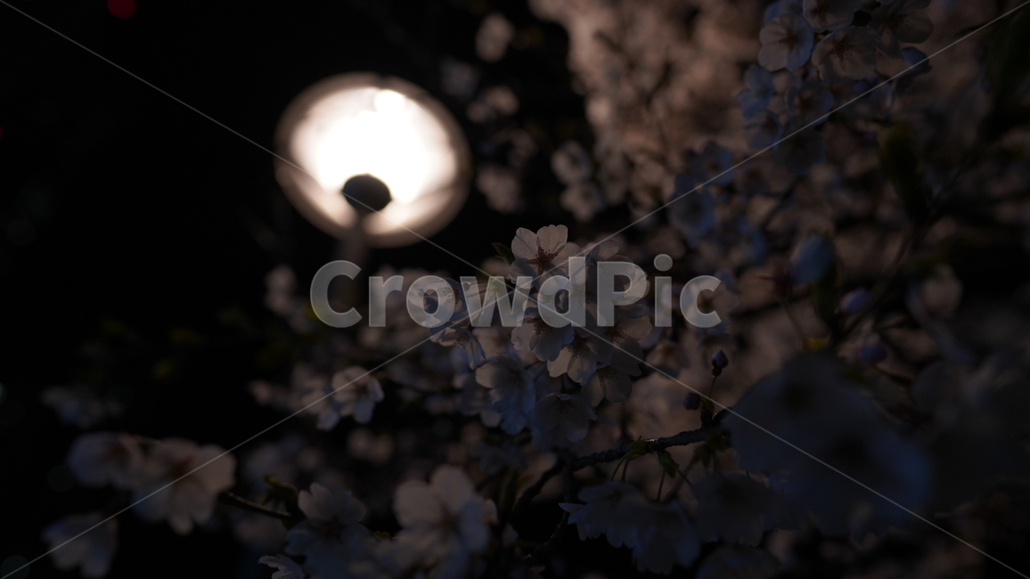 벚꽃,봄,만개,꽃잎,밤,가로등,저녁,어두운,핑크,꽃,blossom,나무,cherryblossom,flower,식물,빛