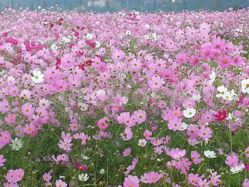 꽃,코스모스,가을,안산,시화호,가을,계절,fall,autumn,season,식물,자연,plants,nature,꽃,flower,plant,petal,꽃잎,blossom,field,들