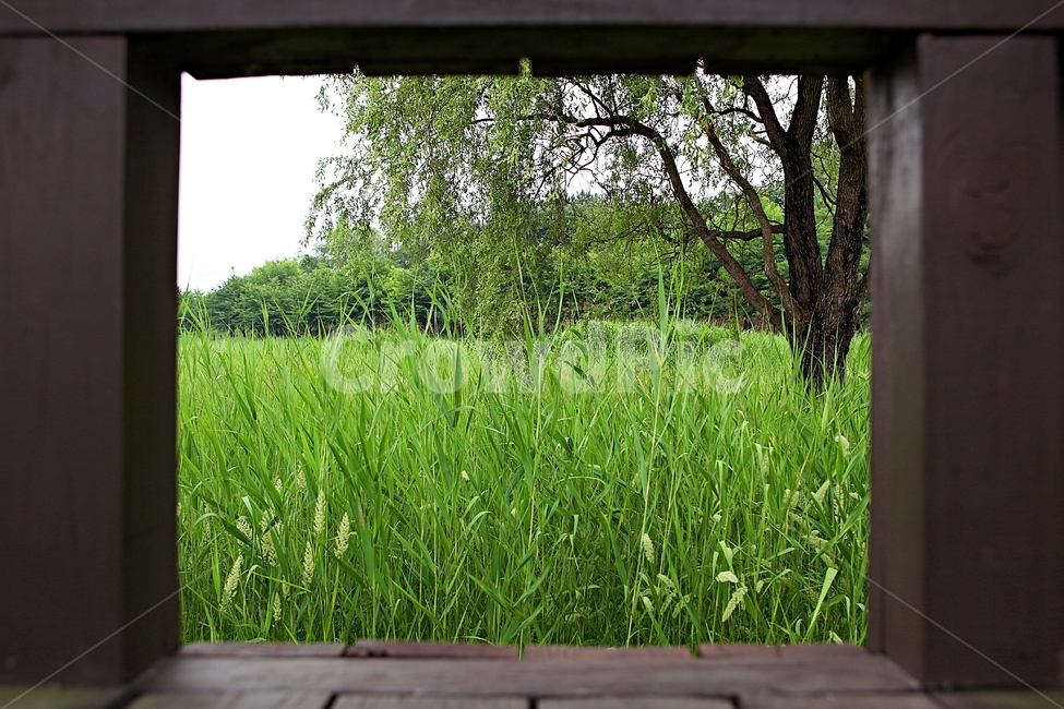 안산호수공원,공원,자연,식물,갈대