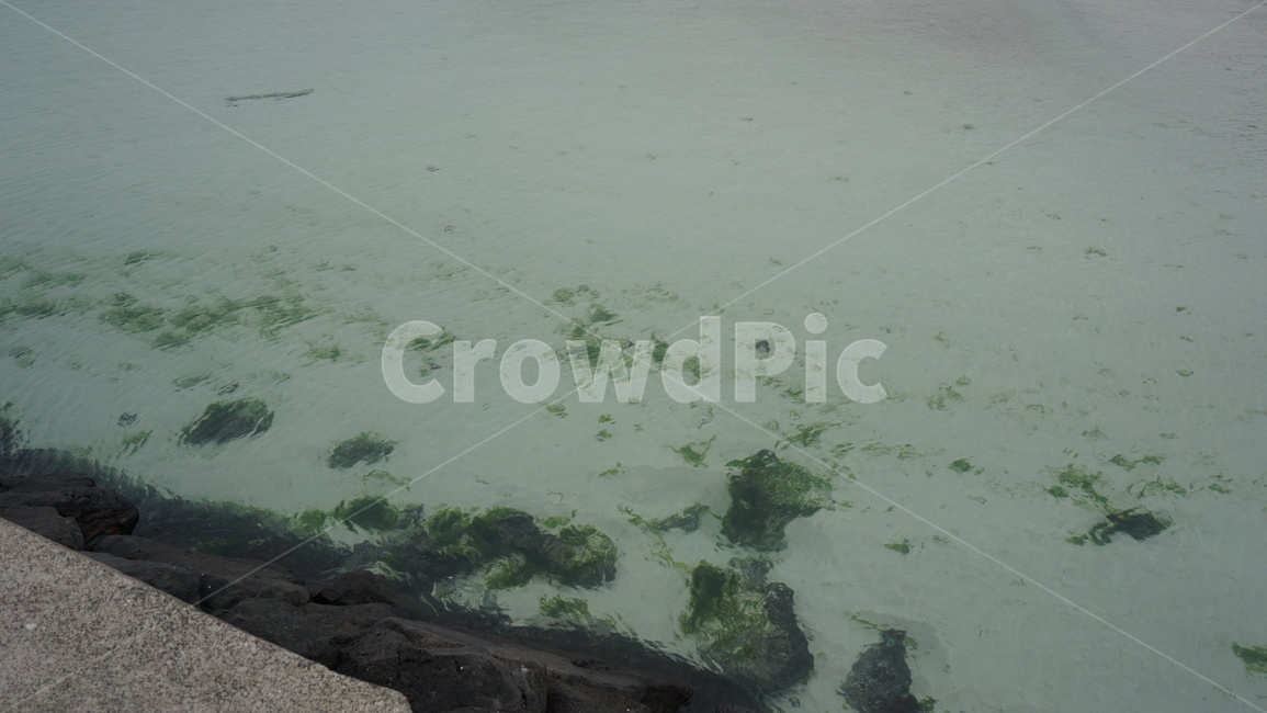 plant,식물,바다,해변,이끼,투명,sea,제주