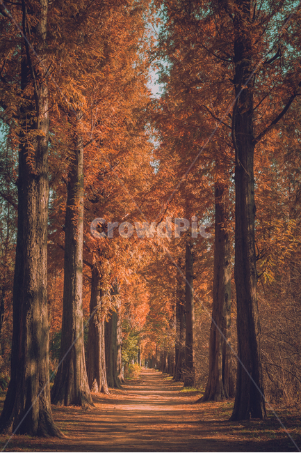 tree,나무,plant,식물,메타세콰이어,숲,가을,단풍,인스타감성사진,감성사진,배경화면,바탕화면,감성,잠금화면,가을,계절,fall,autumn,season,자연,풍경,nature,landscape