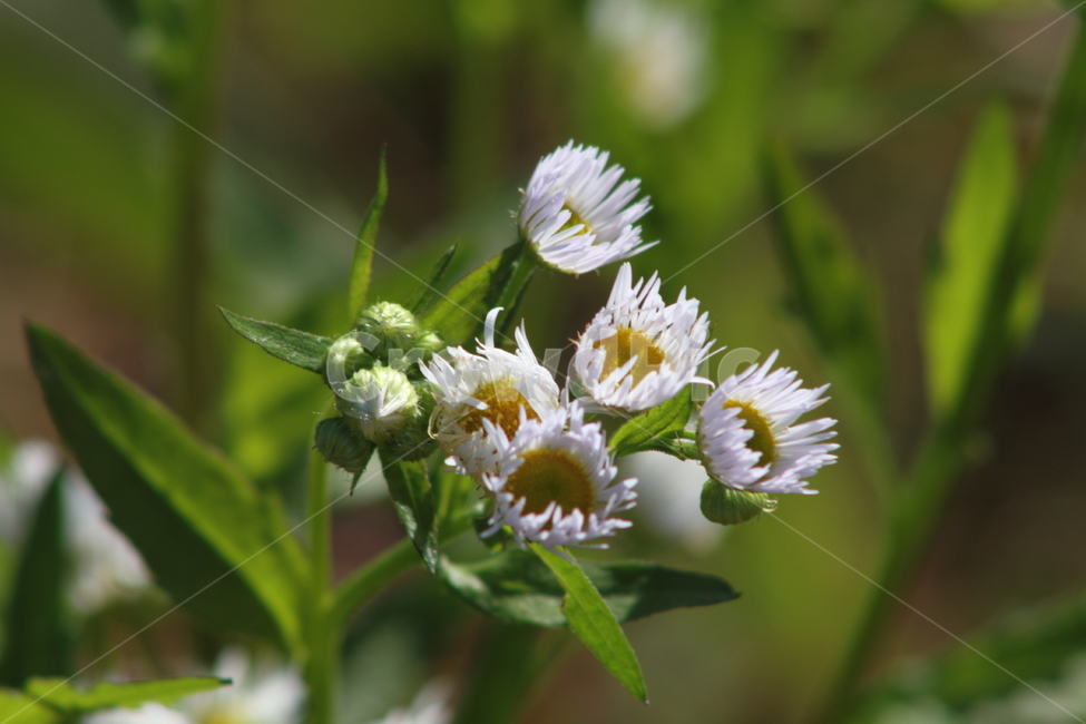 개망초,꽃,식물,야생화,annualfleabane,식물,자연,plants,nature,꽃,flower