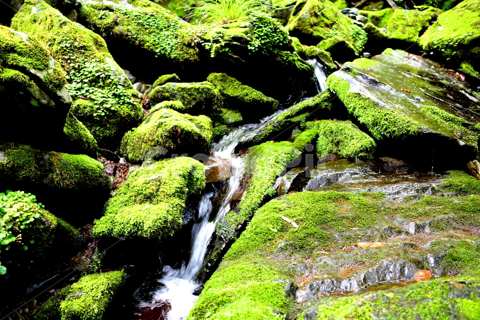 산,계곡,물,풍경,자연,자연,풍경,nature,landscape,휴식,힐링,rest,relaxation,healing,plant,식물,algae,조류