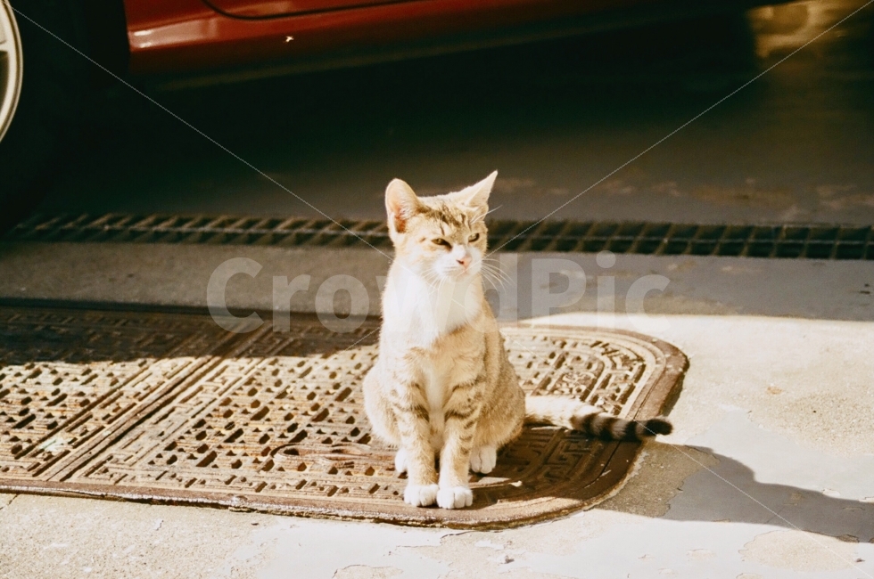 고양이,동물,cat,animal,포유류,길거리,street,표정,감정,emotion,동물,animal,포유류,mammal,고양이,cat,kitten,kitty,감성,sensible,feeling