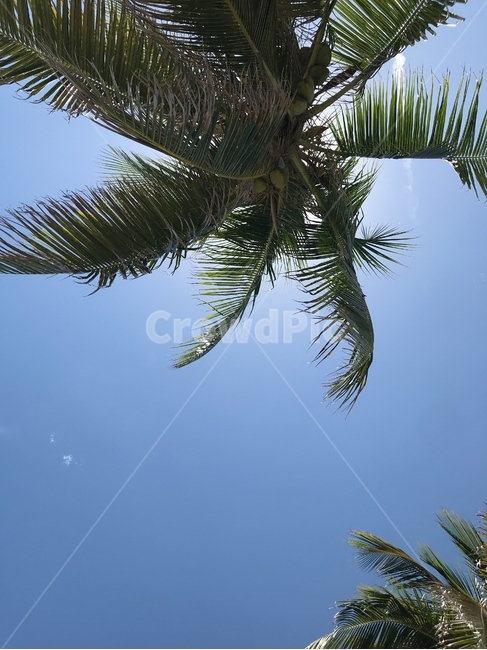 야자수,하늘,태양,여름,palmtree,sky,sun,summer