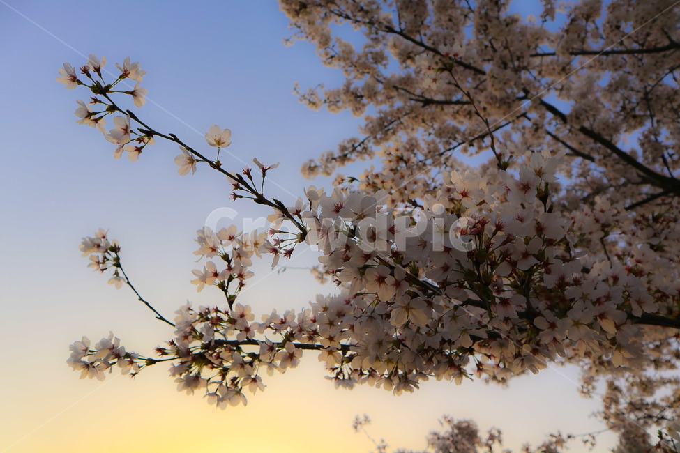 봄,벛꽃,꽃,나무,하늘,풍경,일상,감성,봄,계절,spring,season,식물,자연,plants,nature,꽃,flower,plant,blossom