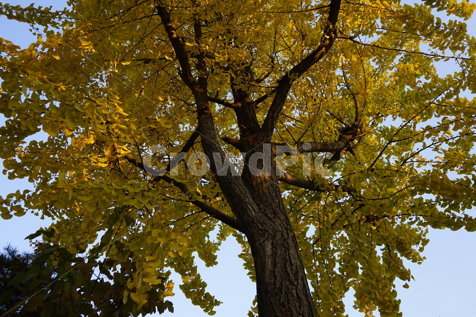 가을,계절,은행나무,노랑,징코,식물,treetrunk,plant,나무줄기,tree,나무,가을감성,가을느낌,가을풍경,가을배경,풍경,가을,계절,fall,autumn,season,식물,자연,plants,nature,나무,trees,wood,tree trunk,나무 줄기